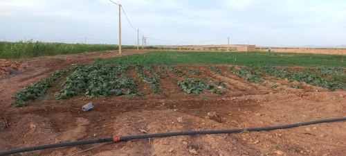 Vente Terrain Agricole Djelfa Bouira lahdab