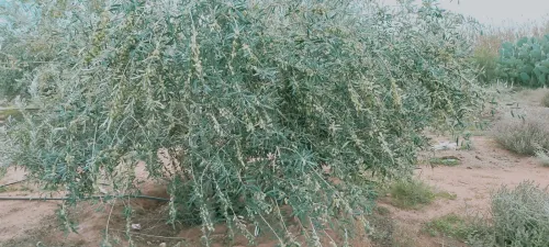 Vente Terrain Agricole Djelfa Birine