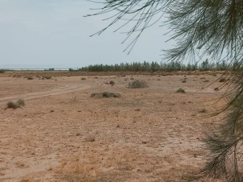 Vente Terrain Agricole Djelfa Ain oussara