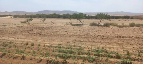 Vente Terrain Agricole Djelfa Djelfa