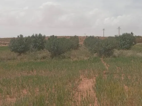 Vente Terrain Agricole Djelfa Djelfa