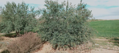 Vente Terrain Agricole Djelfa Birine