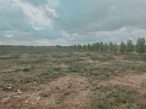 Vente Terrain Agricole Djelfa Ain oussara