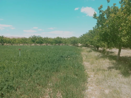 Vente Terrain Agricole Djelfa Djelfa