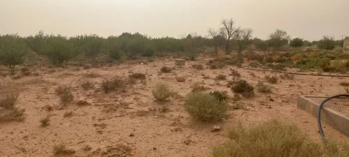 Vente Terrain Agricole Laghouat Ksar el hirane