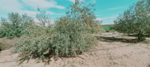Vente Terrain Agricole Djelfa Birine