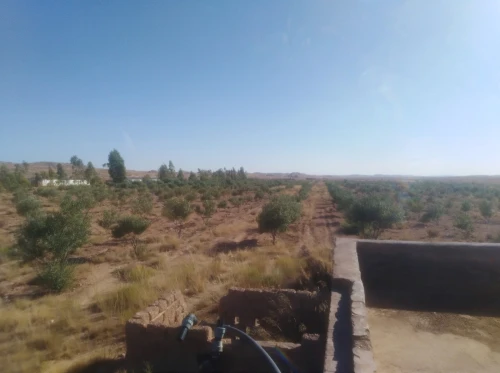 Vente Terrain Agricole Djelfa Djelfa