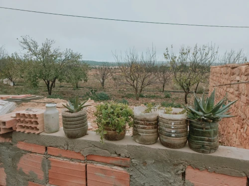 Vente Terrain Agricole Djelfa Djelfa