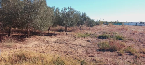 Vente Terrain Agricole Djelfa Ain oussara