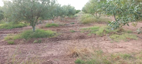 Vente Terrain Agricole Djelfa Had sahary