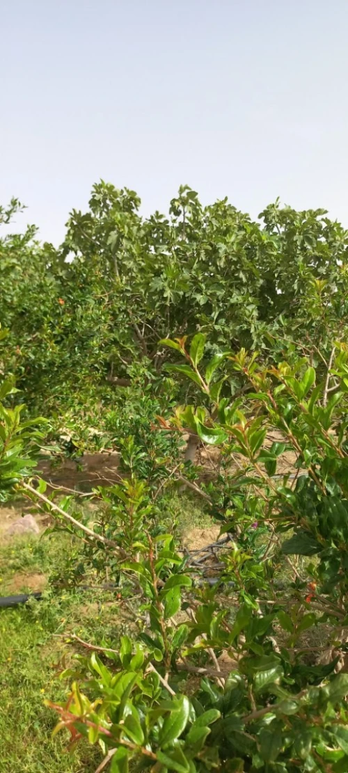 Vente Terrain Agricole Djelfa Zaafrane