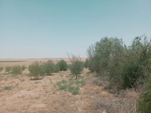 Vente Terrain Agricole Djelfa Birine