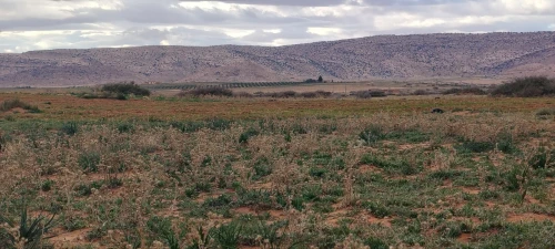 Vente Terrain Agricole Djelfa Ain oussara