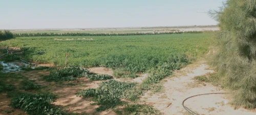 Vente Terrain Agricole Djelfa Ain oussara