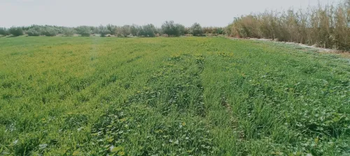 Vente Terrain Agricole Djelfa Birine