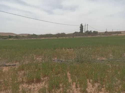 Vente Terrain Agricole Djelfa Djelfa