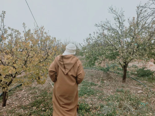 Vente Terrain Agricole Djelfa Djelfa