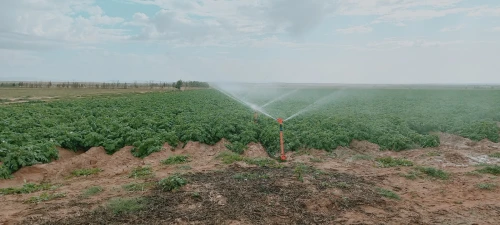 Vente Terrain Agricole Djelfa Birine