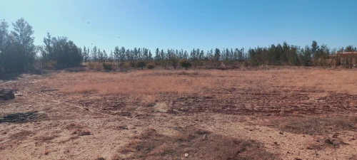 Vente Terrain Agricole Djelfa Djelfa