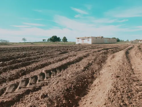 Vente Terrain Agricole Djelfa Had sahary