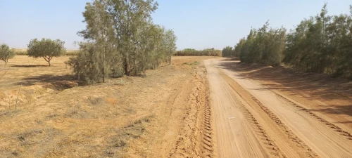 Vente Terrain Agricole Djelfa Djelfa