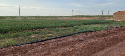 Vente Terrain Agricole Djelfa Bouira lahdab