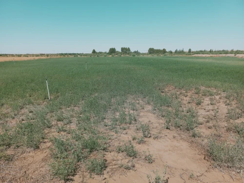 Vente Terrain Agricole Djelfa Charef