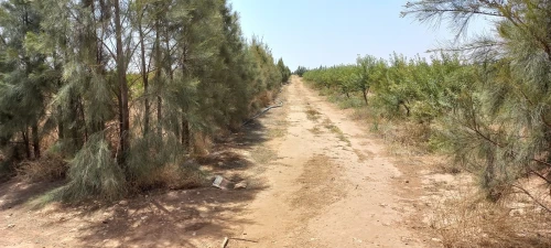 Vente Terrain Agricole Djelfa Ain oussara