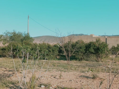 Vente Terrain Agricole Djelfa Djelfa