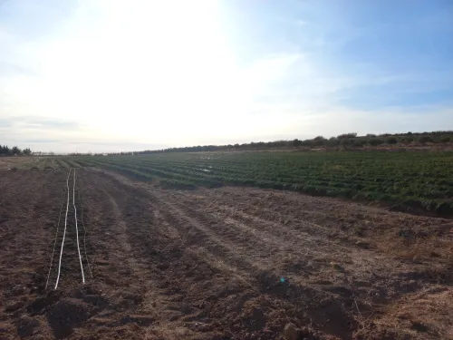 Vente Terrain Agricole Djelfa Djelfa