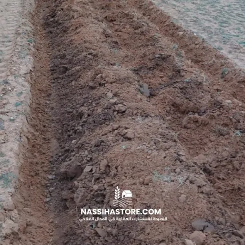 Vente Terrain Agricole Djelfa Zaafrane