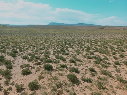 Vente Terrain Agricole Djelfa Djelfa