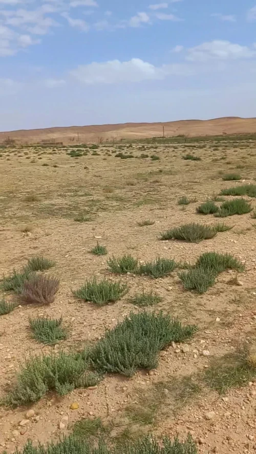 Vente Terrain Agricole Djelfa Djelfa 17