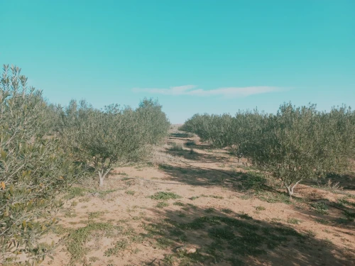 Vente Terrain Agricole Djelfa Ain oussara
