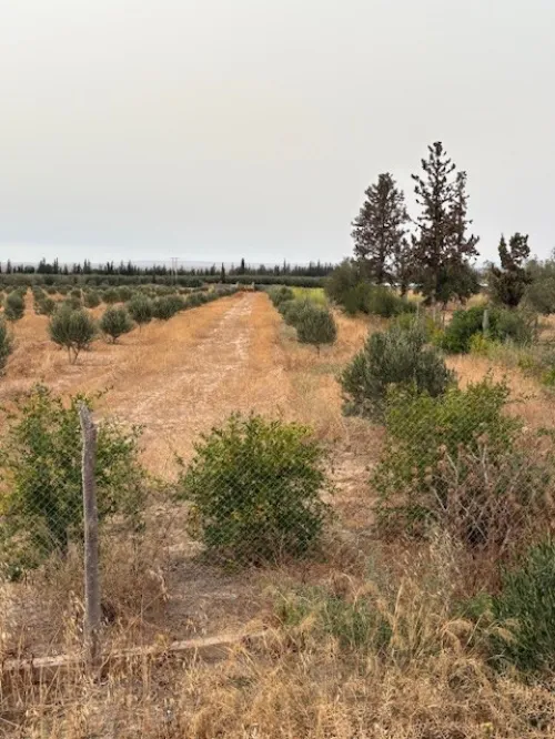 Vente Terrain Agricole Mascara Sig