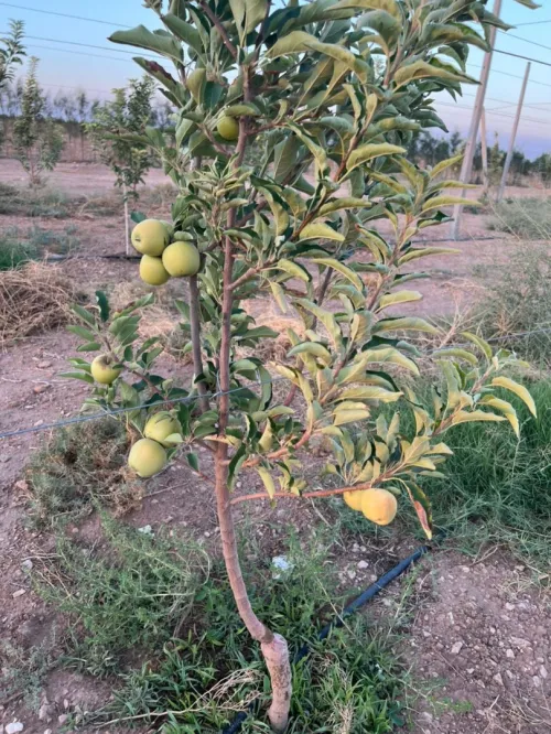 Vente Terrain Agricole Tissemsilt Tissemsilt