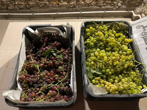 Vente Terrain Agricole Tissemsilt Tissemsilt