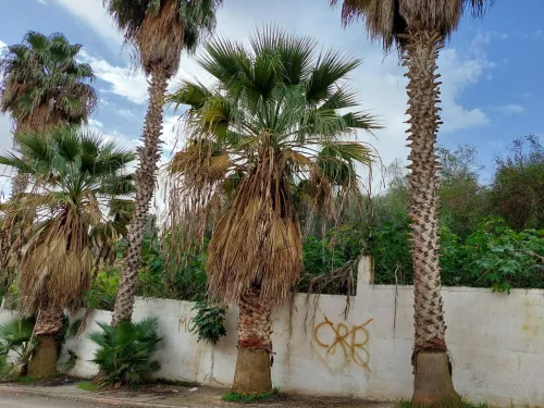 Location Villa Alger Dely brahim