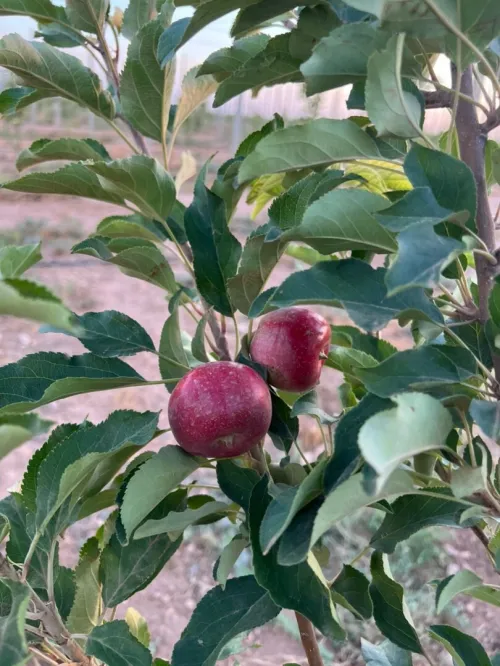 Vente Terrain Agricole Tissemsilt Tissemsilt