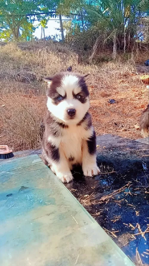 Husky