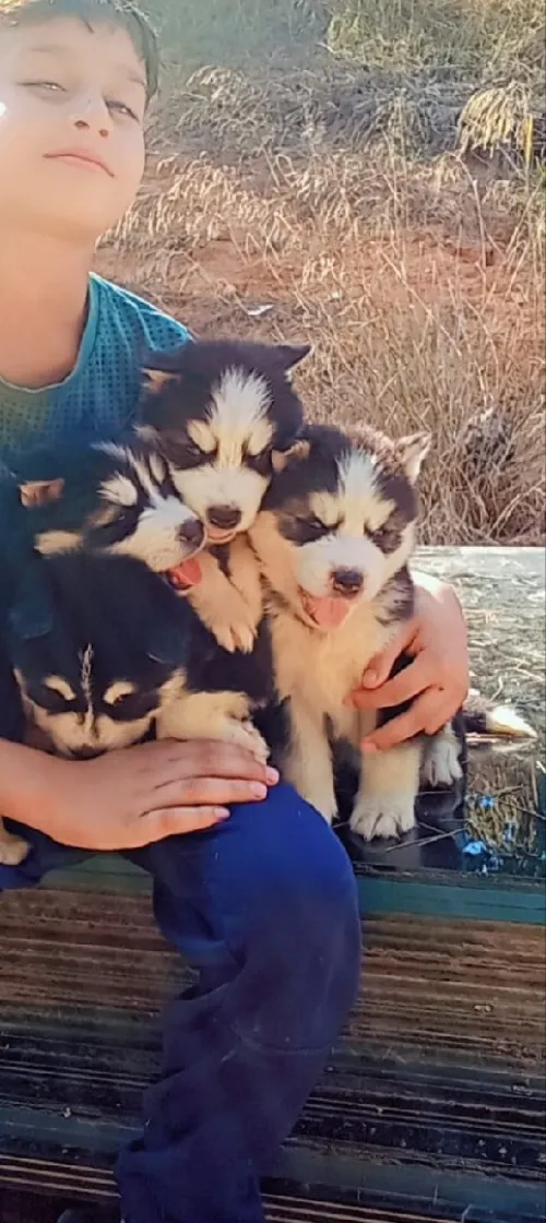 Husky