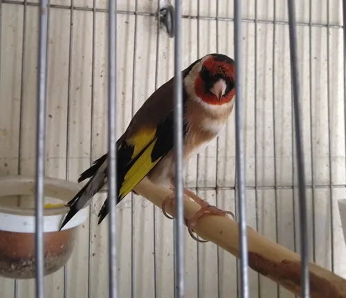 chardonneret