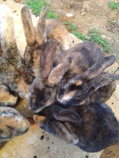 Lapin
