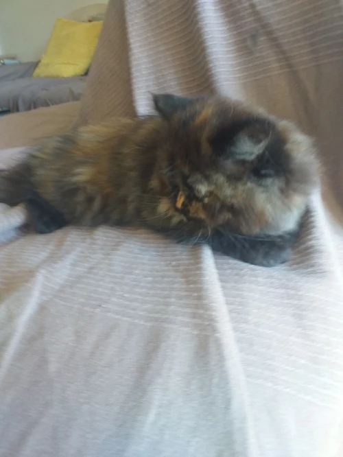 Chats persans