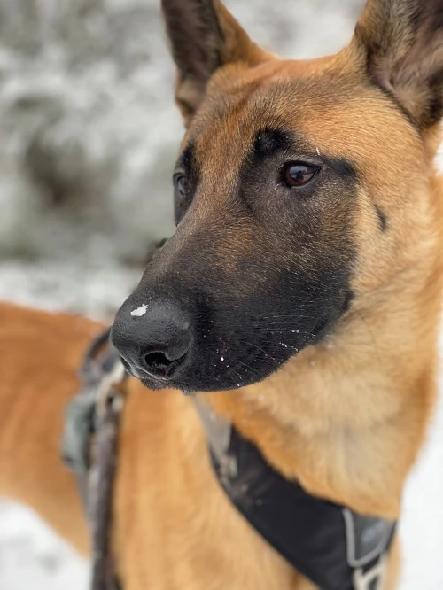 Chien Malinois 