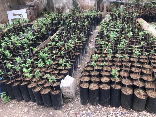 Plant Pommier Greffer Disponible