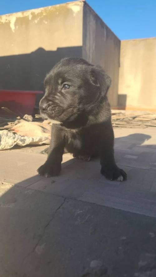 chiot cane corso nee le 17 septembre parents disponible (1 mal et 4 femelle)