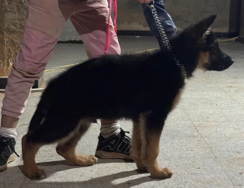 Chiot berger allemand pédigrée
