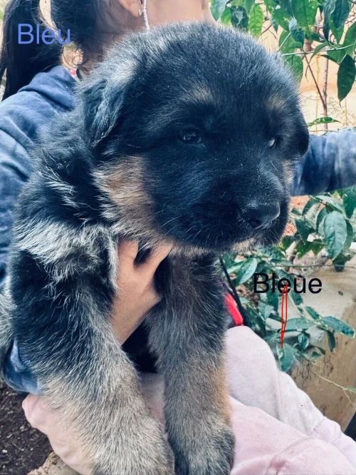 Chiots berger allemand pédigrée راعي الماني بشهادة الأصول