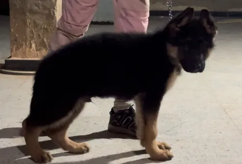 Chiot berger allemand pédigrée